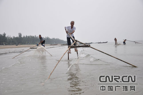 东兴京族渔民踩着高跷捕鱼捞虾